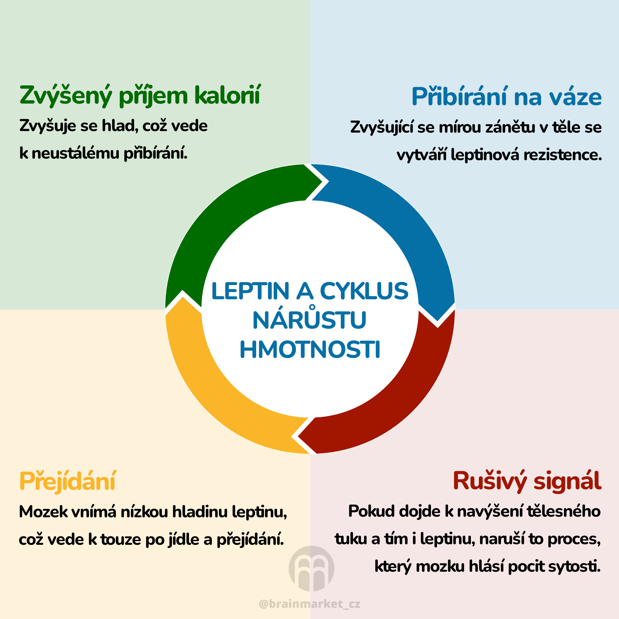 Lektin a cyklus hmontosi_inforgafika_cz